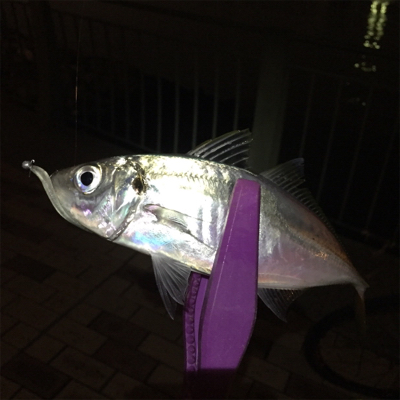 大阪湾奥アジング 中アジつ抜け