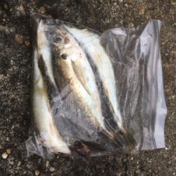 アジング良好です♪