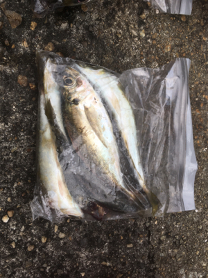 アジング良好です♪