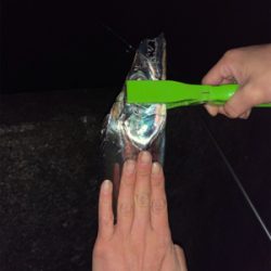 ドラゴンを求めて三千里！