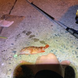 懲りずに穴釣り