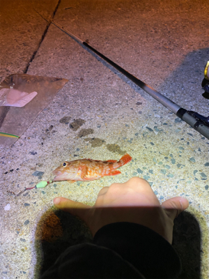 懲りずに穴釣り