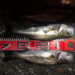 セイゴ再チャレンジ