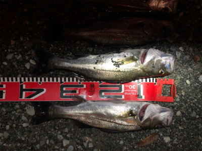 セイゴ再チャレンジ