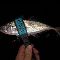 まだまだアジは元気です