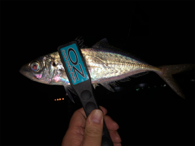 まだまだアジは元気です