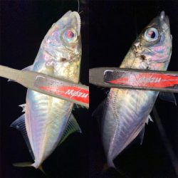 ボトムステイでアジング