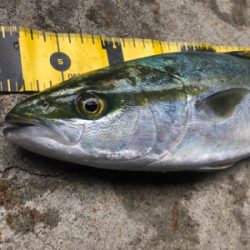 中々渋かった。