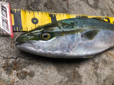 中々渋かった。