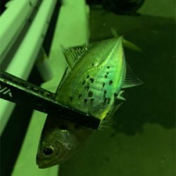 アジング&タチウオ