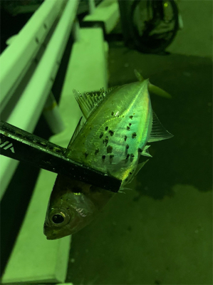 アジング&タチウオ