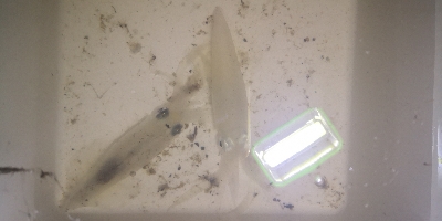 アジング練習 223  ⭐ヒイカ気配⭐