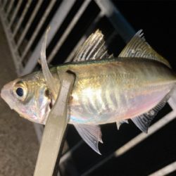 今宵のアジはグッドサイズ(^^)