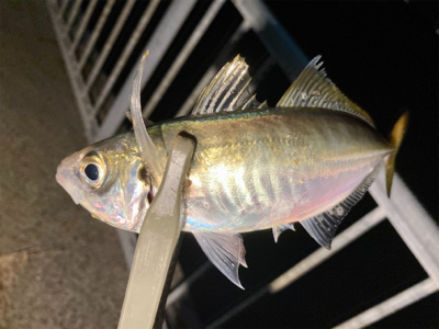 今宵のアジはグッドサイズ(^^)