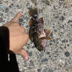 サビキ、ちょい投げ、穴釣り