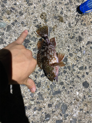 サビキ、ちょい投げ、穴釣り