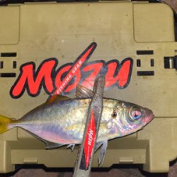 癒しのアジング