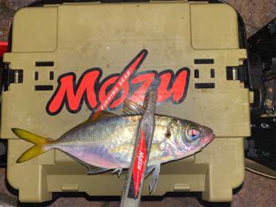 癒しのアジング