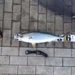 メジロ64センチ。。。