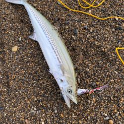 サーフジギング