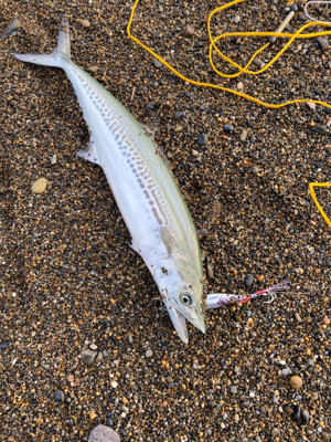 サーフジギング