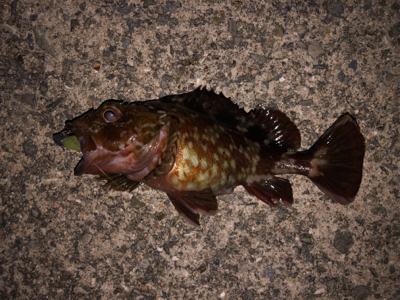 活性が低い時は・・・