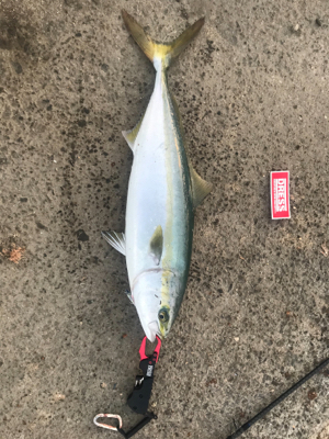 太刀魚→青物調査