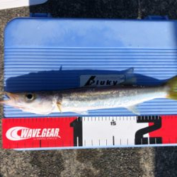 カマス!暗い時間は朝夕ともには1〜2本の白髪