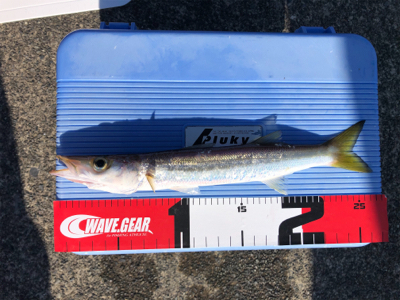 カマス!暗い時間は朝夕ともには1〜2本の白髪