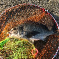 チヌ中型4枚、ガジラ1