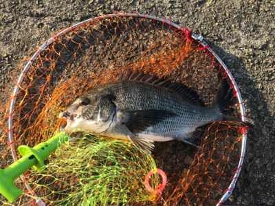 チヌ中型4枚、ガジラ1