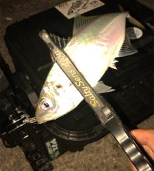 アジングナイト(プチ入れ食い)