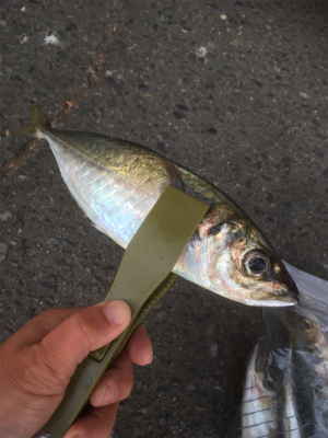 夕方にジアイです！