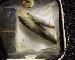 アジング練習 224