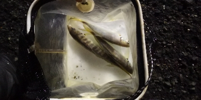 アジング練習 224