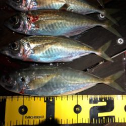 ひとりアジング