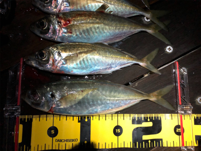 ひとりアジング