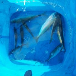 サビキで、小アジ14匹!アイゴ1匹!