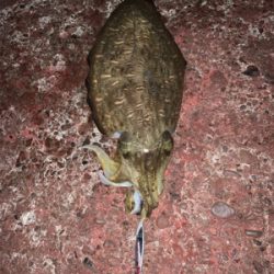 コココココウイカ？？？