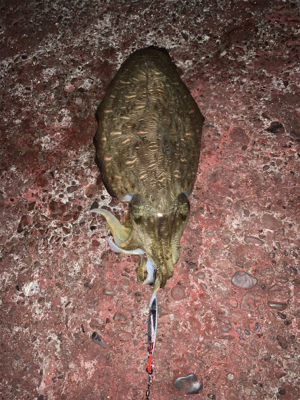 コココココウイカ？？？