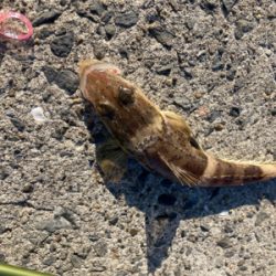 デイアジングで、アジ、カマス、真鯛、ワニごち！！