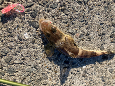 デイアジングで、アジ、カマス、真鯛、ワニごち！！