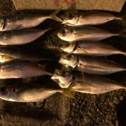 釣って良し！食べて良し！