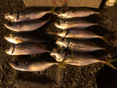 釣って良し！食べて良し！