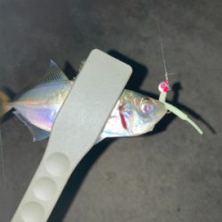 ボトムでアジ連発！