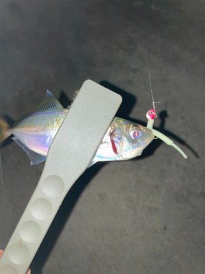 ボトムでアジ連発！