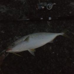 太刀魚釣れ出してるみたいです‍♂️