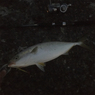 太刀魚釣れ出してるみたいです‍♂️