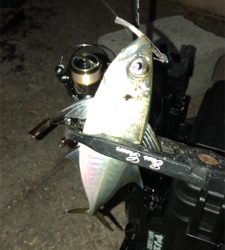 アジングナイト(向かい風)