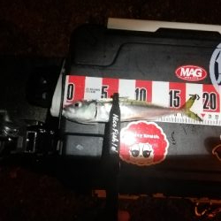 南港アジング　渋くなってきました。